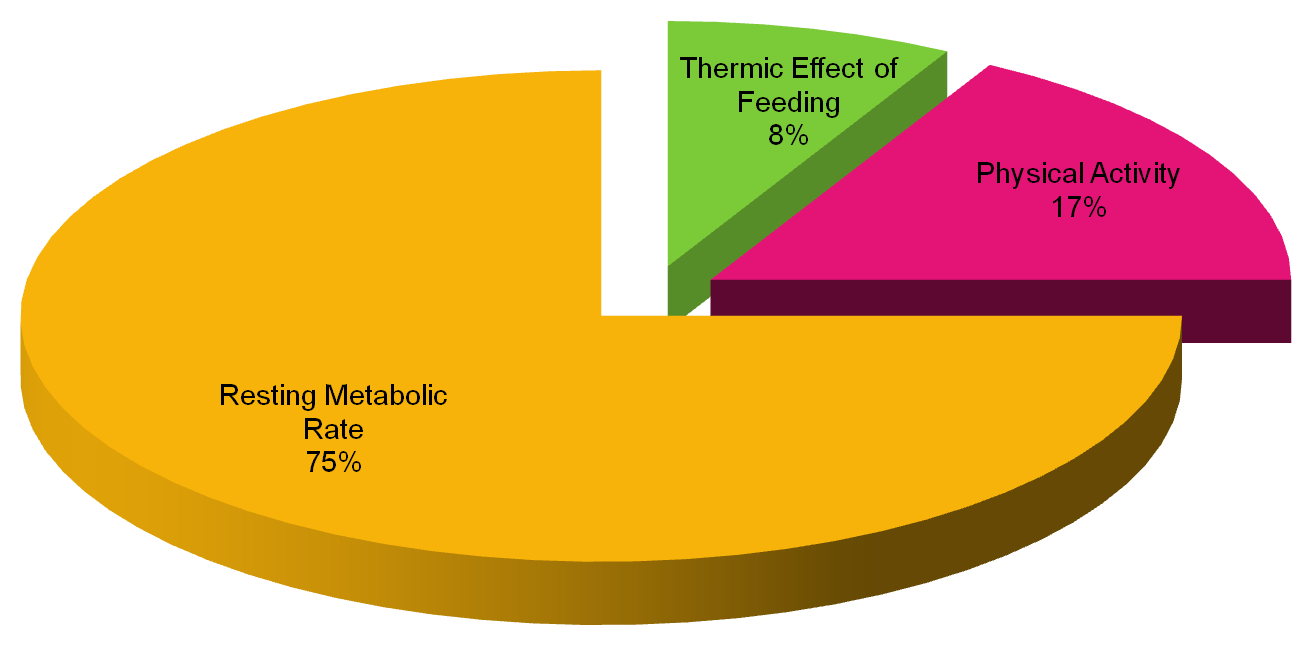 Total Energy Expenditure Chart