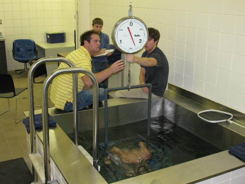 Hydrostatic weighing and weight training optimization